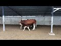 Bulls and cows in farm #part 29- Daily Farming 2019
