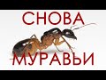 У МЕНЯ СНОВА МУРАВЬИ | CAMPONOTUS SANCTUS