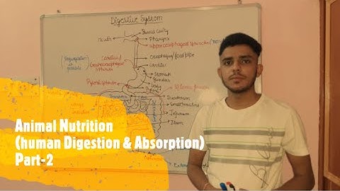 Alimentary canal |Target #mducee2023 | lecture-56 #mducee2022 #mducee  #mdu