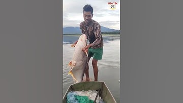 Giăng lưới bắt dính con cá bông lau khủng nặng hơn 10 kg ở sông Mekong  #batca #fishing