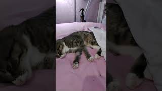 О’кошки. Рафику сняли гипс