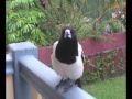 butcherbird singing for its dinner