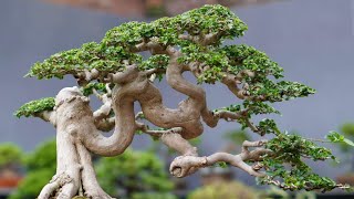 INSPIRASI BONSAI SANCANG MELIUK SPESIAL