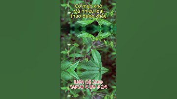 Công dụng cây cỏ mực - cây nhọ nồi