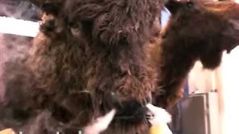 HAUNTEDPROPS.COM ANIMATED TALKING BUFFALO AND MOOSE