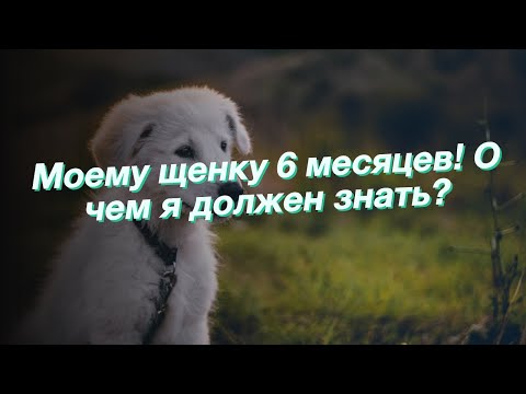 Моему щенку 6 месяцев! О чем я должен знать?