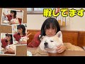 秋田犬そうすけ君暇してます