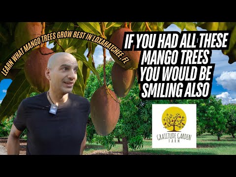 Mango Tree Updates at Gratitude Garden Farm: Spacing & Pruning Tips!