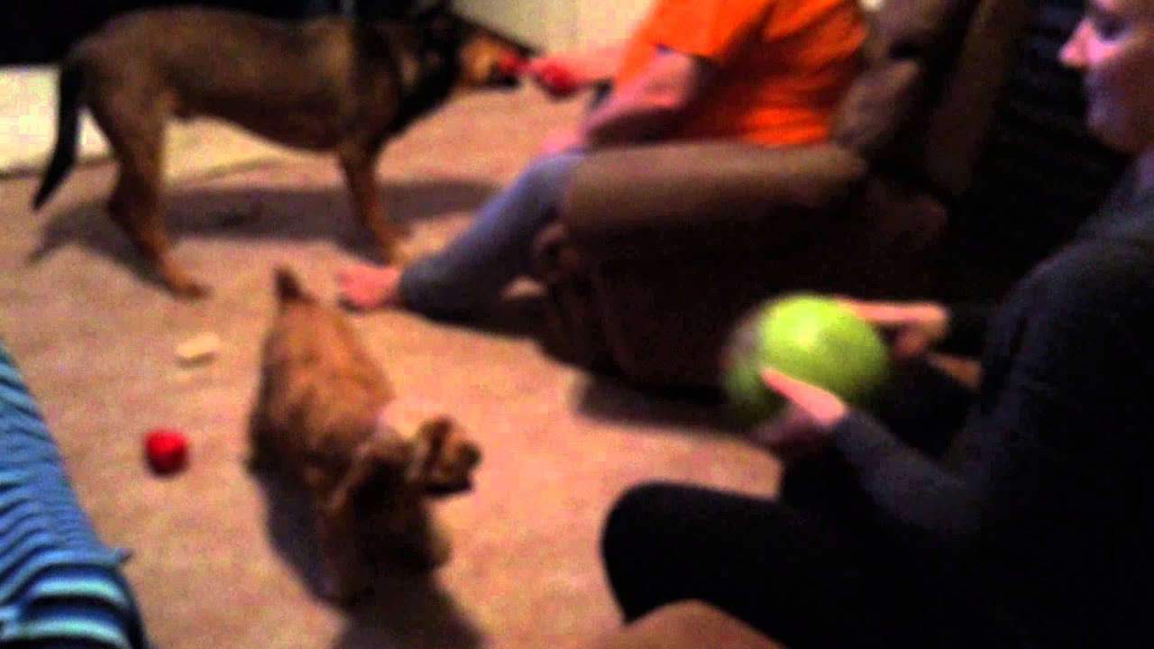 Crazy dog loves playing volleyball YouTube