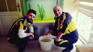 Albi̇no Ki̇pi̇li̇ Güneşin Çocuklari Teslimat