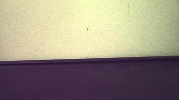 The Buzz On WindBlade