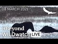 WILDwatch Live | 08 March, 2021 | Afternoon Safari | South Africa