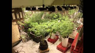 Just My Grow3