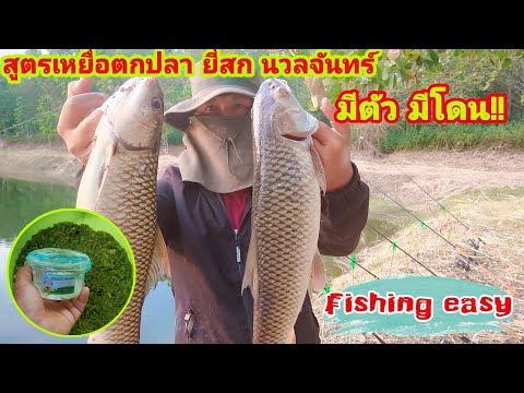 เปิดสูตรเหยื่อตกปลายี่สก นวลจันทร์ มีตัว มีโดน Fishing easy