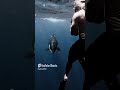 Brave Swimmer Meets Orca Up Close!  #animals #ocean