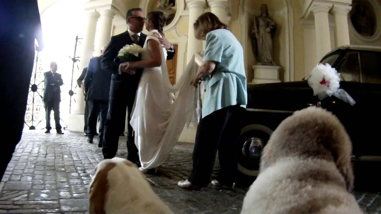 Cani ai matrimoni, filmino del matrimonio, wedding film ... Cani ai matrimoni, filmino del matrimonio, wedding film ...