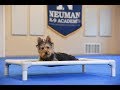 Wally (Australian Terrier) Puppy Camp Dog Training Video Demonstration
