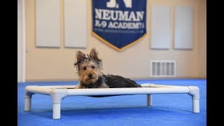 Wally (Australian Terrier) Puppy Camp Dog Training Video Demonstration