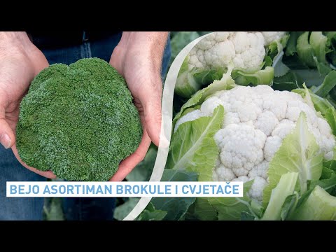Video: Brokula Za Mršavljenje Najefikasnije Je Povrće