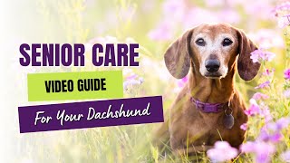 How to Take Care of Your Senior Dachshund  Elderly Dachshund Health and Safety