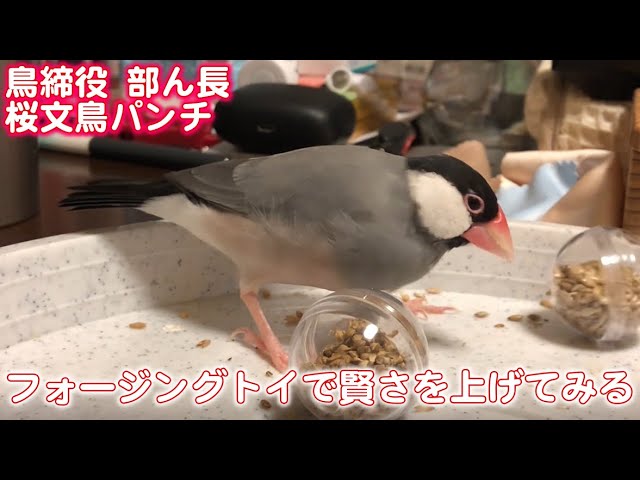 とりっぴーのフォージングトイで賢さを上げてみる javasparrow 【桜