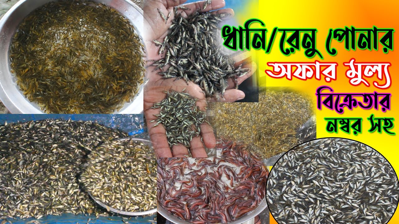 ধানি/রেনু পোনার দাম কত? বিক্রেতার নম্বর সহ। সকল প্রকার ধানি বা চারপোনার দাম যেনে নিন হ্যাচারি থেকে।।