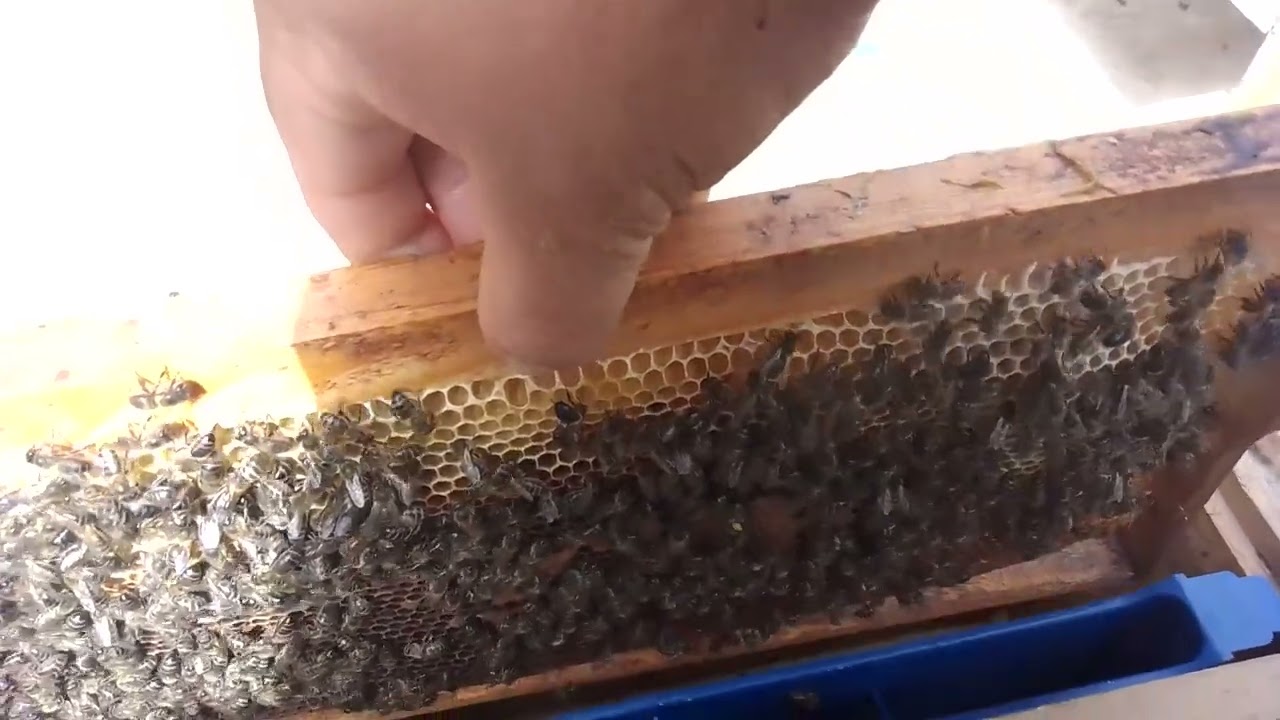 هل النحل يبني الشمع في أوت شوف معي هدا الفيديو