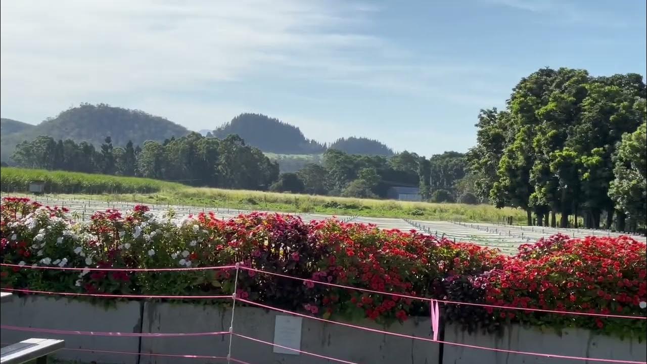Flower’s strawberry Farm Atherton flowers YouTube
