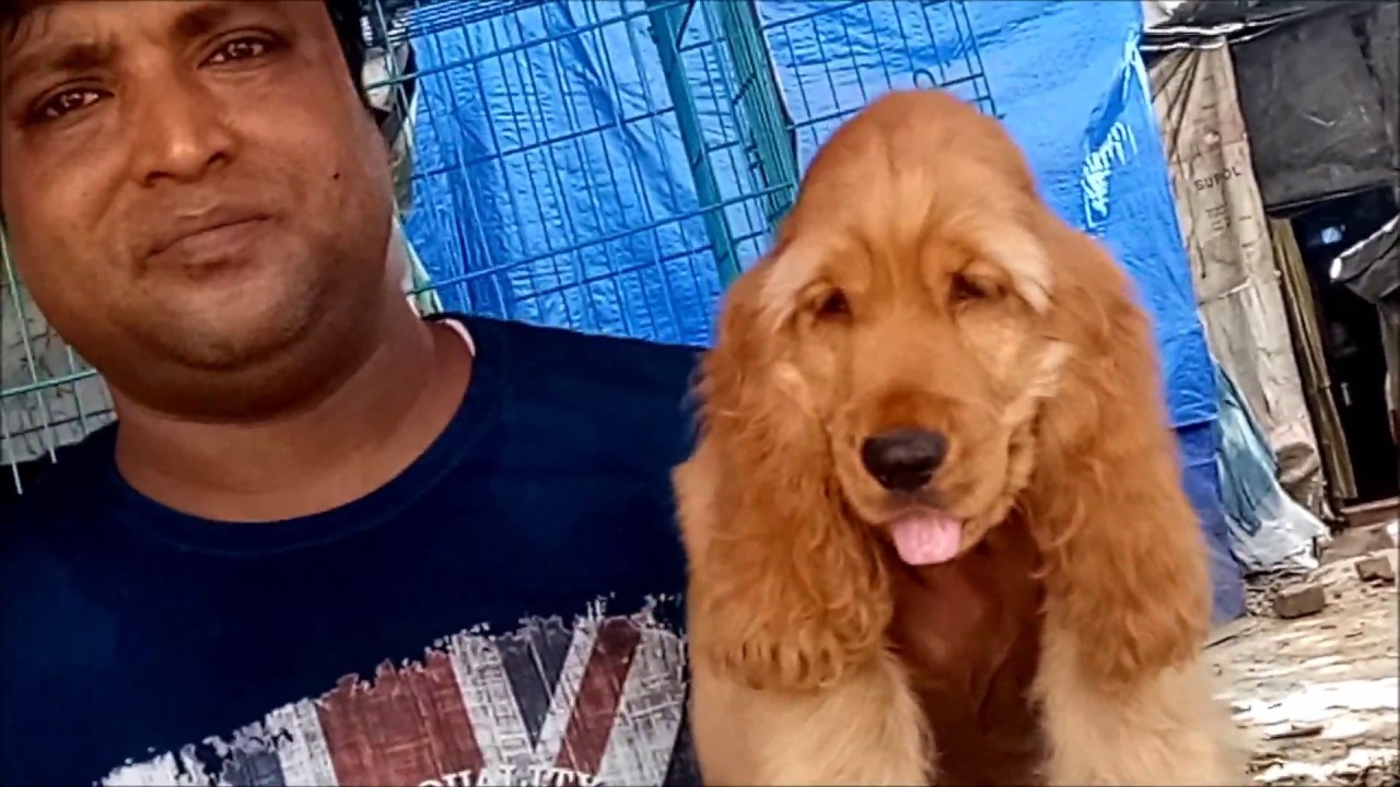 adopt dog las vegas So Cute & Active English Cocker Spaniel Puppies at Galiff Street