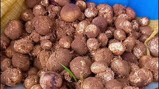 Putaka Ka Sabji Putka Ka Sabji Kaise Banaye Full Video