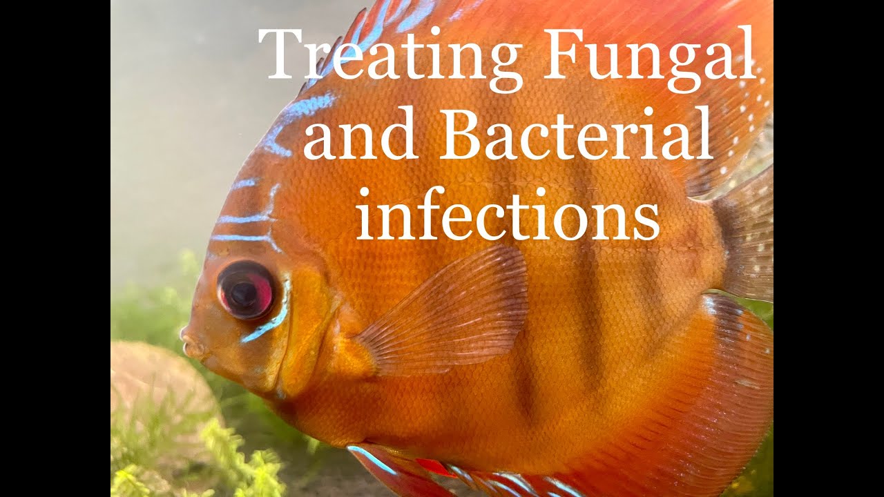 Treating Bacterial And Fungal Infections In Aquarium Fish YouTube treating-bacterial-and-fungal-infections-in-aquarium-fish-youtube
