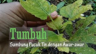Perkembangan Tin di pohon awar awar