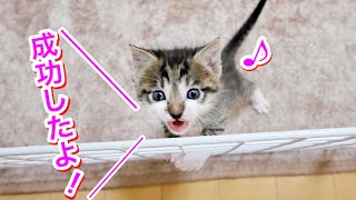 初めて人でトイレをした生後日の子猫が可愛すぎた【保護猫】