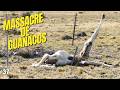 Argentine : des Guanacos meurent dans d’atroces souffrances, piégés par les barbelés