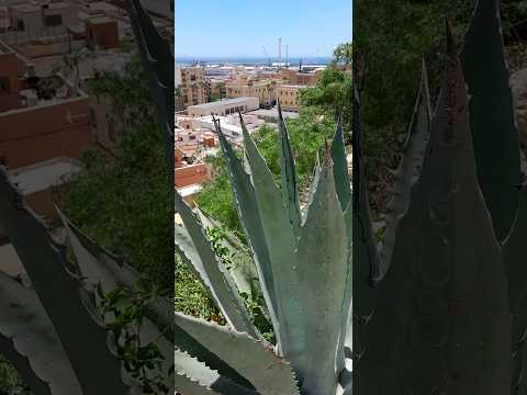 Video: Agave Bitki Çeşidləri: Bağ üçün Agave növləri haqqında məlumat əldə edin