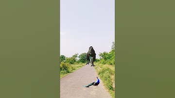 Big Dinosaur chase T-Rex attack part 211#trending #dinosaur #vfx #youtube #shorts