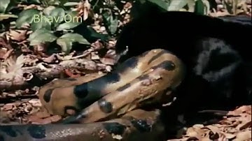 Giant Anaconda vs Jaguar   Python vs Tiger   Python vs Leopard