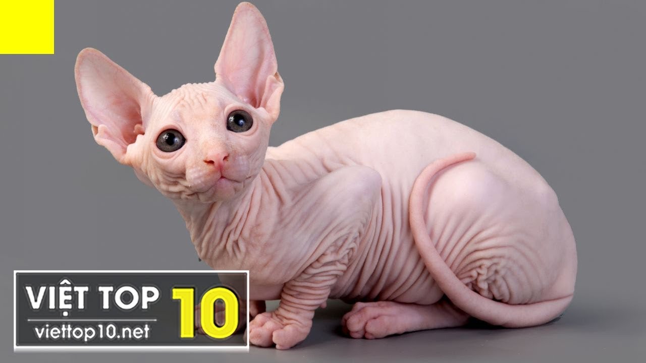 meow mix 10 Most Bizarre Cat Breeds Ever
