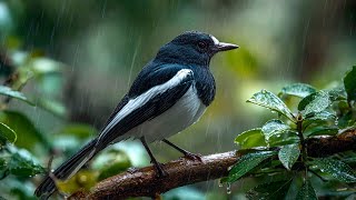 🕊️ Soft Piano with Singing Birds & Rain – Peaceful Music for Focus, Study & Emotional Healing ☘️🌷🎼