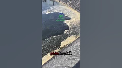 Ao bị tảo tàn, ao bị tảo lam, ao bị tảo mắt, ao bị tảo xanh  #nuôitôm #shortvideo