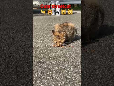 feeding cute streetcats in kochi Shi,japan Part-8 #日本 #猫 #地域猫 #ねこ動画 #かわいい猫 #shorts #india #cat #cats