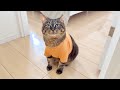 【結婚式準備】夫のスピーチ練習に真剣に付き合ってくれる猫が頼もしすぎました