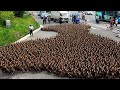 चाइना ने क्यों 1 लाख बत्तखों की सेना बना रखी है | That's Why China Created A 100,000 Duck Army..