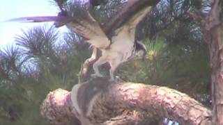 Osprey Devours Enormous Flounder; Gwynns Island, VA Chesapeake Bay