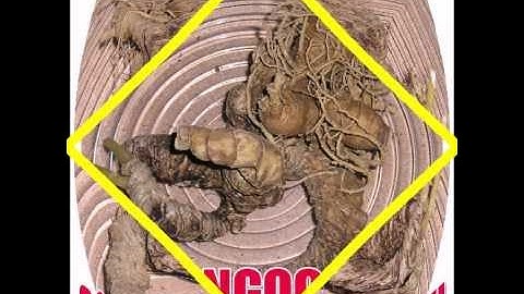 Sâm Ngọc Linh - Sâm rừng tự nhiên 100%