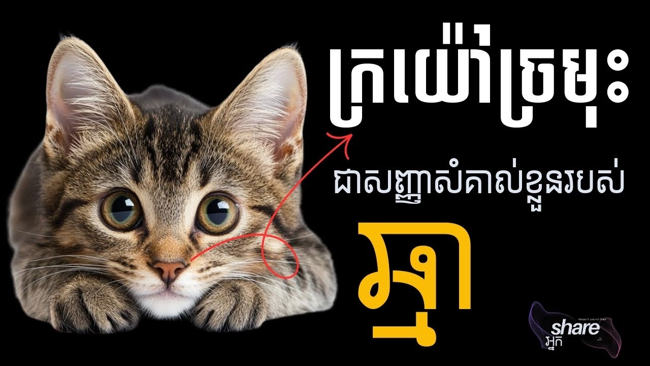 ក្រយ៉ៅច្រមុះ សញ្ញាសម្គាល់ខ្លួនរបស់ឆ្មា_(Cat's Nose Print)
