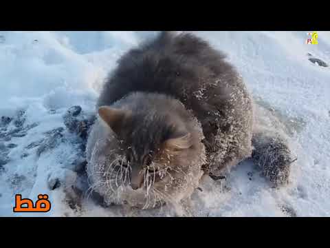 حيوانات تجمدت من شدة البرد و الثلج