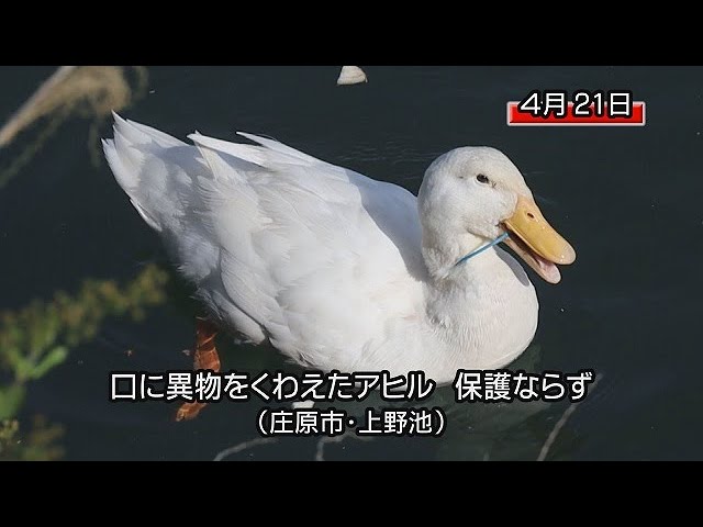 アヒルのがーちゃん、口にリング状の異物 住民「早く助けを」（庄原市