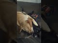 This is their way of showing #love ! #puppy #dog #shorts #fight #cute #ytshorts #tiktok #yt #reels