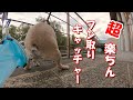 犬のウンチはコレで取る！必需品です♪
